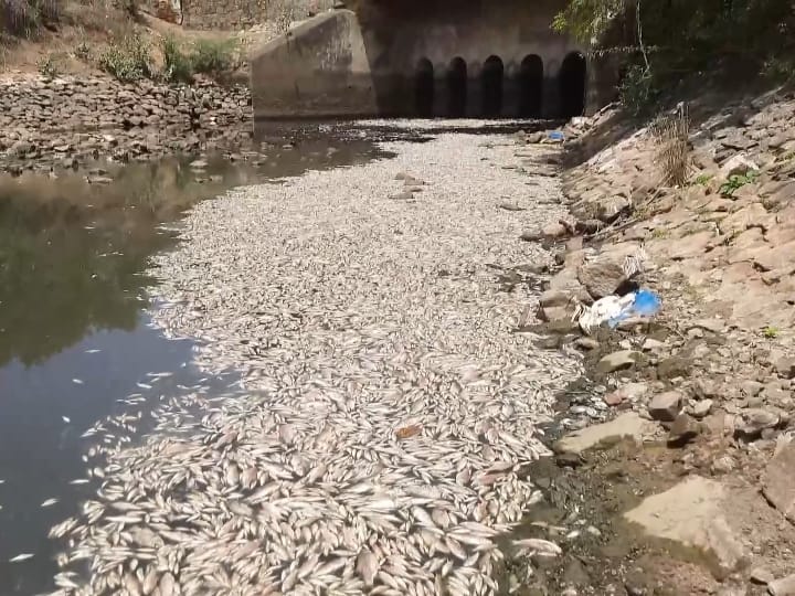 மணல் மேடாக காட்சியளிக்கும் ஸ்ரீவைகுண்டம் அணை- தண்ணீர் இல்லாததால் செத்து மிதக்கும் மீன்கள்