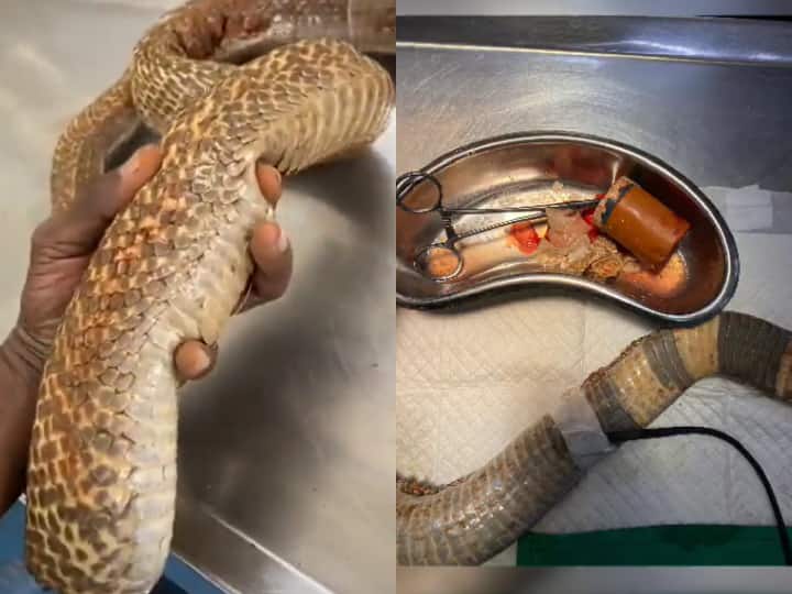 King cobra swallowed plastic cup doctor did operation video viral news hindi किंग कोबरा ने निगल ली थी प्लास्टिक की कप, डॉक्टर ने इंसानों की तरह ऑपरेशन कर निकाला बाहर, सामने आया 'सर्जरी' का Video