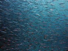 ये हैं वो जीव जो कभी नहीं सोते, एक तो बर्फ में जमने के बाद भी नहीं मरता!