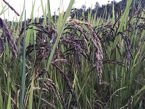 Rice : Bumper Earning From Black Rice, 1 Kg is Sold for This Much Rice : આ રંગના ચોખા ખેડૂતોને બનાવી દેશે માલામાલ, પોષકતત્વોથી પણ છે ભરપુર