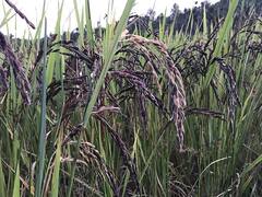 Rice : આ રંગના ચોખા ખેડૂતોને બનાવી દેશે માલામાલ, પોષકતત્વોથી પણ છે ભરપુર