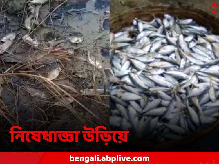 South 24 Parganas Kakdwip despite government orders small sized Hilsa fish being caught and sold in the market Hilsa Fish: ওজনে ৫০ গ্রামেরও কম, প্রচার, নিষেধাজ্ঞা সত্ত্বেও ভ্রূক্ষেপ নেই, খোকা ইলিশে ছেয়ে গিয়েছে বাজার