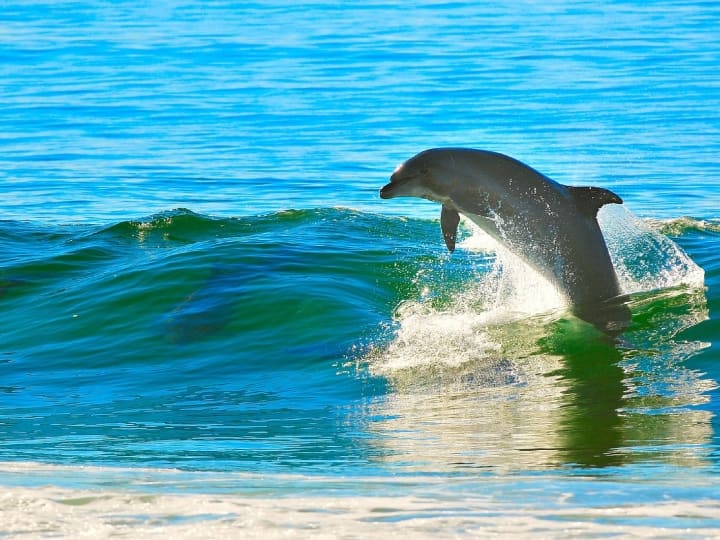 डॉल्फिन मछली को ऑक्सीजन की जरूरत ज्यादा होती है, यही कारण है कि डॉल्फिन लगातार पानी में तैरती ही रहती हैं. वैज्ञानिकों के मुताबिक, डॉल्फिन कुछ वक्त के लिए अपने ब्रेन को आराम तो देती है, लेकिन कभी सोती नहीं है.
