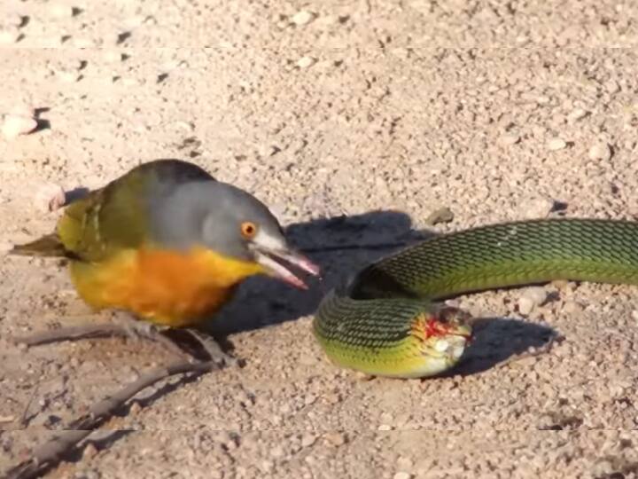 Bird Ate Snake Eyes When It Tries To Escape See Viral Video जिंदा सांप की आंखें नोच-नोचकर खा गया ये पक्षी, भागने तक का नहीं दिया मौका, देखें VIDEO