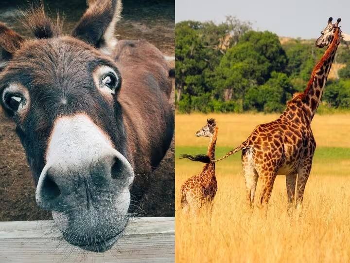 सर्व प्राणी त्यांचं अस्तित्व टिकवून ठेवण्यासाठी प्रजनन करतात. मानवी मूल नऊ महिने गर्भाशयात वाढतं. पण काही प्राण्यांची मुले वर्षानुवर्षे गर्भाशयात वाढतात. यादीत त्यांची नावे पहा...