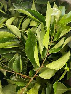 Curry Leaves : 5 முதல் 6 கறிவேப்பிலையோட ஒரு நாளை தொடங்குங்க.. இந்த 5 பலன்களைப் பாருங்க..