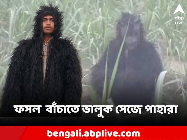 Farmers adopted a strange way to save crops, the picture of sitting in the field like a bear went viral hired at Rs 250 per day Lakhimpur Kheri: হনুমানের হাত থেকে ফসল বাঁচাতে আজব উপায়! দিন প্রতি ২৫০ টাকা ভাড়ায় ভালুক সেজে পাহারা