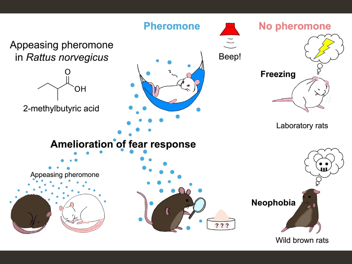 What Happens When A Scared Rat Smells A Calm Rat? Study Unravels Secrets That Can Lead To Humane Pest Control