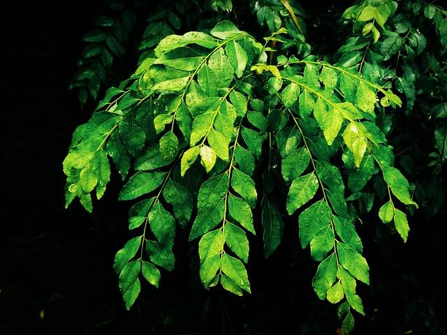 கறிவேப்பிலையில் அதிகளவில் உள்ள ஆண்டிஆக்ஸிடன்கள் உடலின் எதிர்ப்பு சக்தியை அதிகரித்து நோயிலிருந்து நம்மை காக்கிறது.