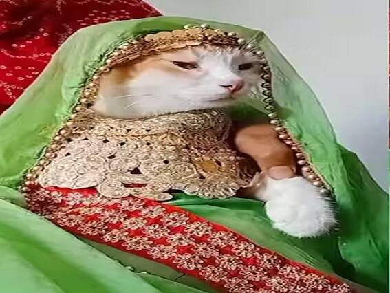 A cat's wedding, tears came from the eyes at the time of farewell, watch the funny video Cat Video Viral: બિલાડીના કરાવ્યા લગ્ન, વિદાય વખતે આંખમાંથી આવ્યા આંસુ, જુઓ ફની વીડિયો