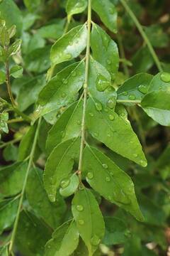 Curry Leaves : 5 முதல் 6 கறிவேப்பிலையோட ஒரு நாளை தொடங்குங்க.. இந்த 5 பலன்களைப் பாருங்க..