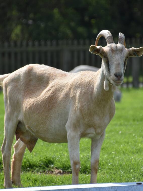 बकरी के दूध से स्मेल कम करने का जानें तरीका