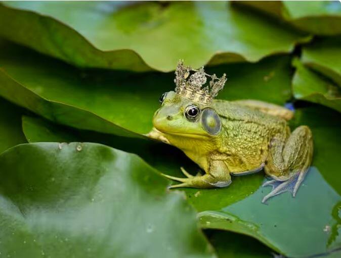 ਬੁੱਲ ਡੱਡੂ ਵੀ ਕਦੇ ਨਹੀਂ ਸੌਂਦਾ। ਇਸ ਦੇ ਸਰੀਰ 'ਚ ਇਕ ਖਾਸੀਅਤ ਹੈ, ਜੋ ਬਰਫ 'ਚ ਜੰਮ ਕੇ ਵੀ ਇਸ ਨੂੰ ਜ਼ਿੰਦਾ ਰੱਖਦੀ ਹੈ। ਇਸਨੂੰ 'ਐਂਟੀ ਫਰੀਜ਼ਿੰਗ' ਸਿਸਟਮ ਕਿਹਾ ਜਾਂਦਾ ਹੈ।