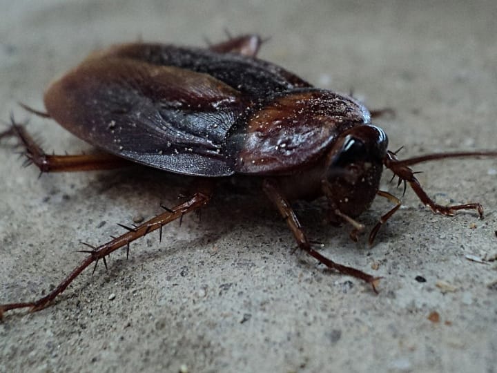 Creatures having more than one heart check list here including octopus Cockroach earthworm squids इन जीवों के पास होते हैं एक से ज्यादा दिल, ये ऑक्टोपस नहीं, कोई और हैं!
