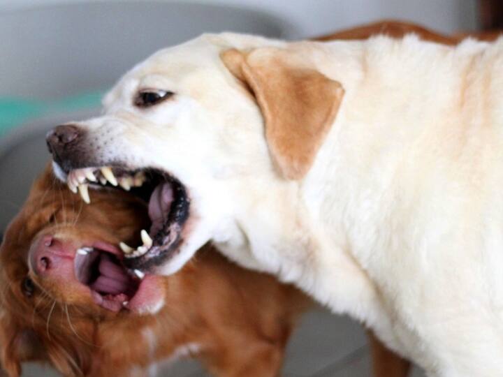 हार्वर्ड मेडिकल स्कूल की ओर से 70 हजार से ज्यादा डॉग बाइट की घटनाओं पर अध्ययन किया गया. जिसके बाद अध्ययनकर्ताओं के सामने ये परेशान करने वाला ट्रेंड आया. शोध में दिखे पैटर्न के अनुसार, समय के साथ कुत्ते हिंसक हो रहे हैं.