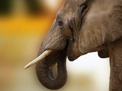 GK: हत्तीचे दात इतके महाग का विकले जातात? असं नेमकं त्यापासून काय बनवतात? पाहा...