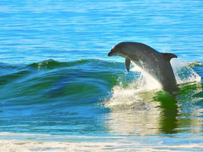 ਡਾਲਫਿਨ ਮੱਛੀ ਨੂੰ ਆਕਸੀਜਨ ਦੀ ਜ਼ਿਆਦਾ ਲੋੜ ਹੁੰਦੀ ਹੈ, ਇਸੇ ਕਰਕੇ ਡਾਲਫਿਨ ਪਾਣੀ ਵਿੱਚ ਲਗਾਤਾਰ ਤੈਰਦੀ ਰਹਿੰਦੀ ਹੈ। ਵਿਗਿਆਨੀਆਂ ਅਨੁਸਾਰ ਡਾਲਫਿਨ ਆਪਣੇ ਦਿਮਾਗ ਨੂੰ ਕੁਝ ਸਮੇਂ ਲਈ ਆਰਾਮ ਦਿੰਦੀਆਂ ਹਨ, ਪਰ ਕਦੇ ਸੌਂਦੀਆਂ ਨਹੀਂ।