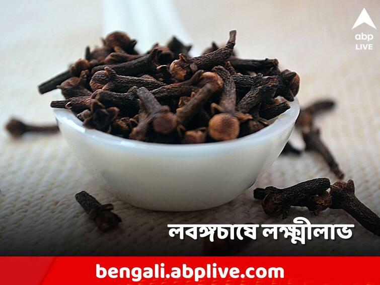 Clove Farming: লক্ষ্মীলাভ করতেও ভরসা উপকারী লবঙ্গ! লাভ পাবেন চাষিরা clove farming, know how to produce and make profits, benefits of clove Clove Farming: লক্ষ্মীলাভ করতেও ভরসা উপকারী লবঙ্গ! লাভ পাবেন চাষিরা