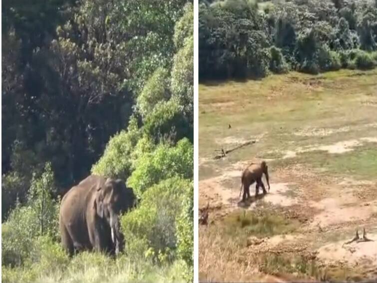 Arikomban looks slim by drinking grass & water without rice - forest officer Arikomban : புல், தண்ணீர் மட்டுமே உணவு.. உடல் எடை குறைந்த அரிக்கொம்பன்.. வனத்துறை அதிகாரிகள் தெரிவித்தது என்ன?