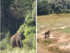 Arikomban : புல், தண்ணீர் மட்டுமே உணவு.. உடல் எடை குறைந்த அரிக்கொம்பன்.. வனத்துறை அதிகாரிகள் தெரிவித்தது என்ன?