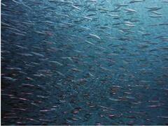 ਇਹ ਉਹ ਜੀਵ ਹਨ ਜੋ ਕਦੇ ਨਹੀਂ ਸੌਂਦੇ, ਇੱਕ ਤਾਂ ਬਰਫ਼ ਵਿੱਚ ਵੀ ਜੰਮ ਕੇ ਨਹੀਂ ਮਰਦਾ !