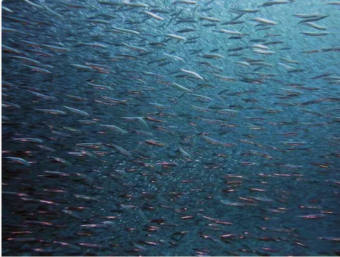 ਨੀਲੀ ਮੱਛੀ ਮੁੱਖ ਤੌਰ 'ਤੇ ਅਟਲਾਂਟਿਕ ਮਹਾਂਸਾਗਰ ਵਿੱਚ ਪਾਈ ਜਾਂਦੀ ਹੈ। ਇੱਥੋਂ ਉਹ ਦੂਜੇ ਸਮੁੰਦਰੀ ਤੱਟਾਂ ਦੀ ਯਾਤਰਾ ਕਰਦੇ ਹਨ, ਜਿਸ ਦੌਰਾਨ ਉਨ੍ਹਾਂ ਨੂੰ ਨੀਂਦ ਨਹੀਂ ਆਉਂਦੀ। ਨੀਂਦ ਦੀ ਹਾਲਤ ਵਿਚ ਵੀ ਉਹ ਸਰਗਰਮ ਰਹਿੰਦੇ ਹਨ।