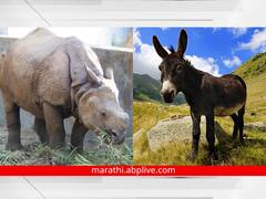 9 महिन्यांची गर्भधारणा नाही, तर 36 महिन्यांनंतर देते मुलाला जन्म