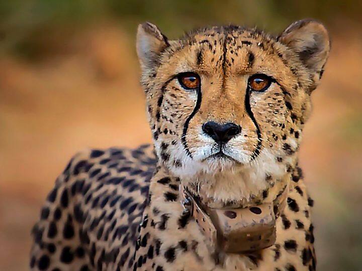 Madhya Pradesh Now female Cheetah Veera will also breathe in the open forest ann Kuno National Park: अब मादा चीता वीरा भी लेगी खुले जंगल में सांस, कूनो के जंगल में अब हुए कुल 9 चीते