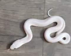 White Snake: सोलापूरमध्ये आढळला रंगहीन गवत्या साप; सोलापुरात पहिल्यांदाच आढळली सापाची दुर्मिळ प्रजाती