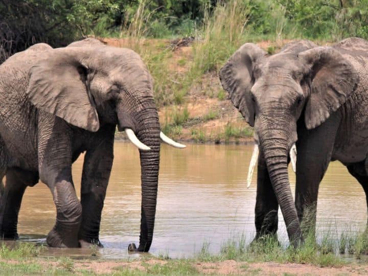 Why are elephant tusks sold so expensive हाथी के दांत इतने महंगे