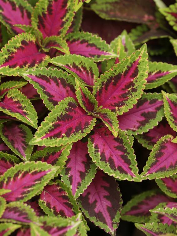 रंग बिरंगी पत्तियों वाला ये फूल क्यों है खास?