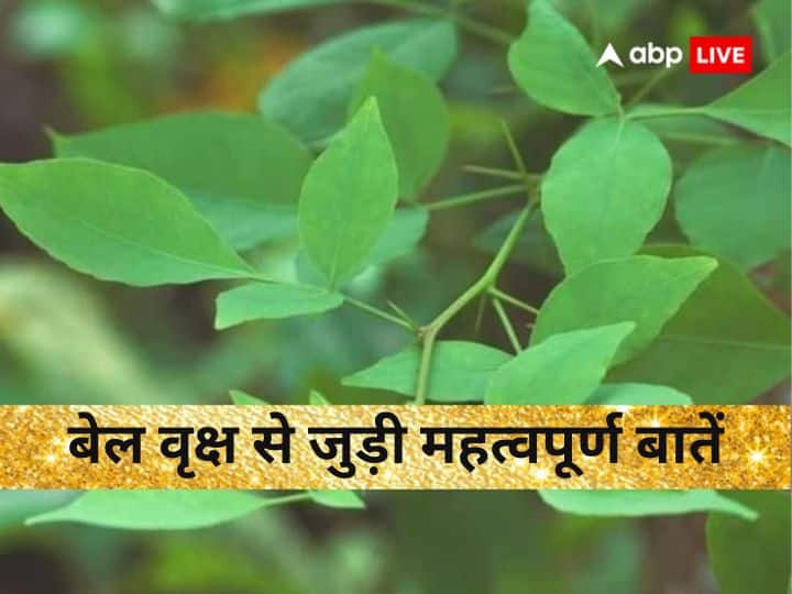 Bel Tree: बेल पेड़ से जुड़ी इन गलतियों को करने से रुष्ट हो जाते हैं शिव, जान लें जरूरी नियम और महत्व Bel Tree never these mistakes to vine tree lord shiva will angry know rules and importance Bel Tree: बेल पेड़ से जुड़ी इन गलतियों को करने से रुष्ट हो जाते हैं शिव, जान लें जरूरी नियम और महत्व