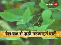 बेल पेड़ से जुड़ी इन गलतियों को करने से रुष्ट हो जाते हैं शिव, जान लें जरूरी नियम और महत्व