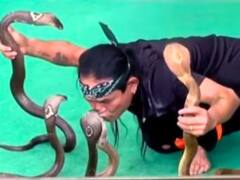 Shocking Video: ਫਨ ਫੈਲਾ ਕੇ ਬੈਠੇ ਸਨ 5 ਜ਼ਹਿਰੀਲੇ ਸੱਪ, ਫਿਰ ਵੀ ਉਨ੍ਹਾਂ ਨੂੰ ਚੁੰਮਣ ਚਲਾ ਗਿਆ ਵਿਅਕਤੀ, ਫਿਰ ਜੋ ਹੋਇਆ... ਦੇਖੋ ਹੈਰਾਨ ਕਰਨ ਵਾਲੀ ਵੀਡੀਓ