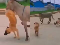 Viral Video: ਸੜਕ 'ਤੇ ਸ਼ਾਂਤੀ ਨਾਲ ਖੜ੍ਹਾ ਸੀ ਗਧਾ, ਜ਼ਬਰਦਸਤੀ ਪੰਗਾ ਲੈਣ ਲੱਗੇ ਕੁੱਤੇ, ਅੱਗੇ ਜੋ ਹੋਇਆ ਉਹ ਦੇਖਕੇ  ਹੱਸ-ਹੱਸ ਹੋ ਜਾਓਗੇ ਕਮਲੇ