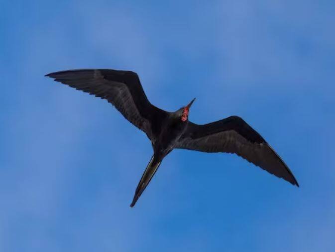 ਮਹਾਨ ਫ੍ਰੀਗੇਟਬਰਡ ਵੀ ਘੱਟ ਸੌਂਦਾ ਹੈ। ਉਨ੍ਹਾਂ ਦੀ ਖਾਸ ਅਤੇ ਹੈਰਾਨੀ ਵਾਲੀ ਗੱਲ ਇਹ ਹੈ ਕਿ ਉਹ ਦੋ ਮਹੀਨੇ ਤੱਕ ਲਗਾਤਾਰ ਉੱਡ ਸਕਦੇ ਹਨ।