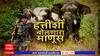 Elephant  whisperers : हत्ती संवर्धनासाठी झटतायत Anand Shinde , हत्तीबद्दल गैरसमज दूर करण्याची गरज