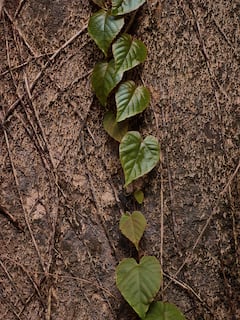 Kolhapur News: लोकराजा शाहू महाराजांच्या पदस्पर्शानं पावन झालेला राधानगरी धरणातील बेनझीर व्हिला दिसतो तरी कसा?