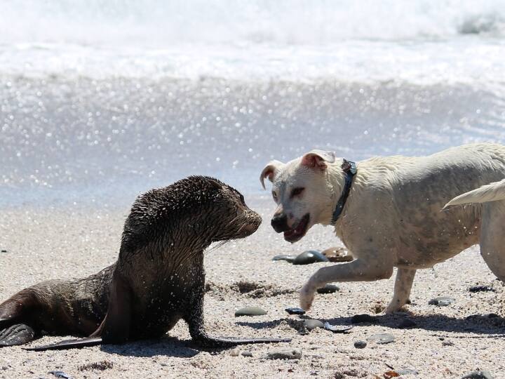 हार्वर्ड मेडिकल स्कूल में हुए शोध का दावा है कि गर्मी और अल्ट्रावायलेट (UV) किरणों का स्तर बढ़ेगा, जिससे इंसानों का बेस्ट फ्रेंड कहा जाने वाला ये वफादार जानवर ही दुनियाभर में इंसानों का दुश्मन बनता जायेगा.