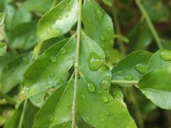 Curry Leaves : 5 முதல் 6 கறிவேப்பிலையோட ஒரு நாளை தொடங்குங்க.. இந்த 5 பலன்களைப் பாருங்க..