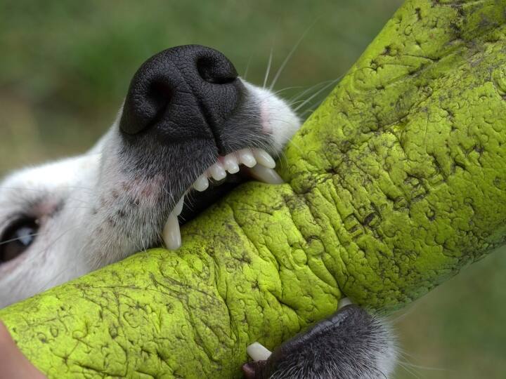 इस शोध के नतीजे नेचर जर्नल में इसी महीने प्रकाशित हुए हैं. यह रिसर्च अमेरिका के 8 बड़े शहरों में 10 सालों तक चली, जिसके बाद ये डराने वाला खुलासा किया गया है.