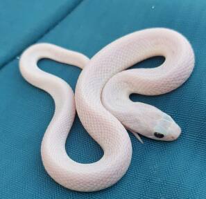 Albino Grass Snake: साप म्हंटलं की प्रत्येकाची भंबेरी उडतेच, असंच काहीतरी आज सोलापुरातील विडी घरकुल येथे घडलं.