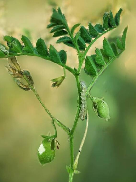 दुनिया में सबसे अधिक चना कहां होता है?
