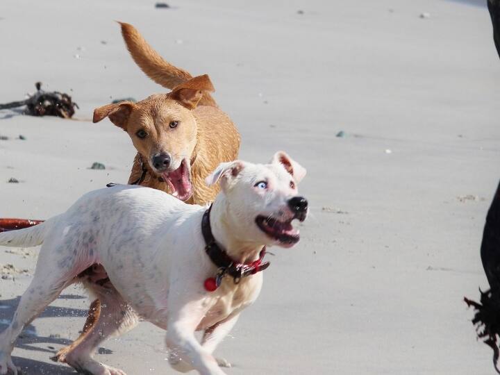 डॉग बाइट की घटनाएं गर्म, धूल और धुएं से भरे दिनों में ज्यादा देखने को मिली हैं. प्रदूषण बढ़ने पर कुत्तों के काटने की घटनाओं में 11 फीसदी तक की बढ़ोत्तरी हुई.