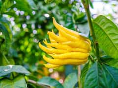 दूसरी दुनिया के माने जाते हैं ये पौधे, इनकी Photo देख कर आप खुद समझ जाएंगे