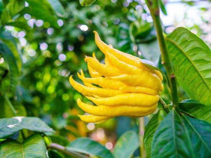 ये पौधा देखने में बिल्कुल ऐसा लगता है जैसे बुद्ध का हाथ हो. चटक पीले रंग का ये फल नींबू की प्रजाति का है.