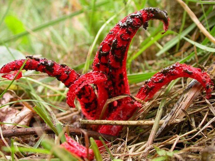 ये पौधा दिखने में बिल्कुल ऑक्टोपस की तरह लगता है. ये लाल रंग का पौधा होता है. ये देखने में ऐसा लगता है जैसे जमीन से कोई लाल ऑक्टोपस निकल रहा है. हालांकि, ये पौधा देखने में भले सुंदर लगता है, लेकिन जैसे ही आप इसके करीब पहुंचेंगे बहुत गंदी बदबू आएगी.