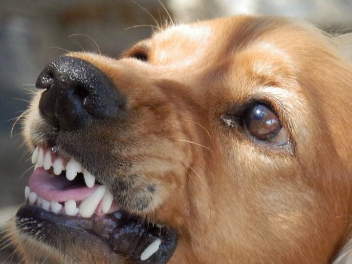 मतलब साफ है. जिस तरह ग्लोबल वार्मिंग और प्रदूषण बढ़ता जा रहा है, वैसे-वैसे मौसम संबधी आपदाओं से अलग भी हमें कई मुश्किलों का सामना करना पड़ेगा. जिनमें से कुत्तों का आक्रामक होना भी एक होगा.