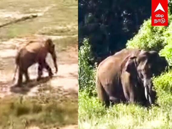 Arisikomban Elephant : உடல் மெலிந்த அரிக்கொம்பன்...விளக்கம் கொடுத்த வனத்துறை