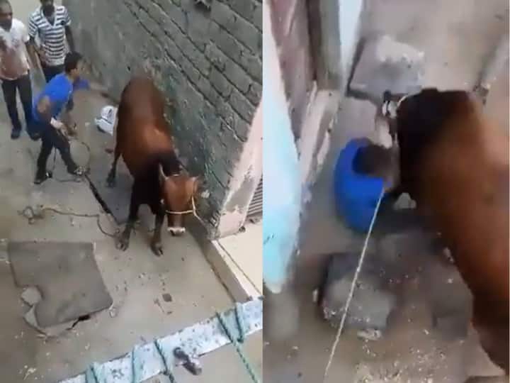 Angry Cow Threw Man On The Ground After He Kicked Her Badly Video Viral गाय को लात-घूंसे मार रहा था शख्स, गुस्साई 'गौ माता' ने उठाकर जमीन पर पटका, सामने आया Video